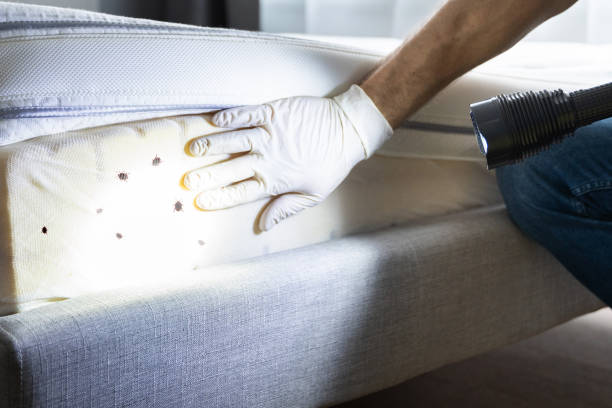 Flea Control Services in Indian Hills, KY